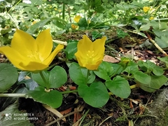 Lysimachia nummularia