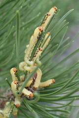 Diprion pini