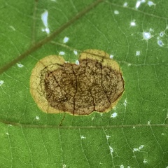 Ectoedemia platanella