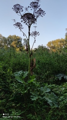 Heracleum sosnowskyi