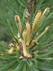 Diprion pini