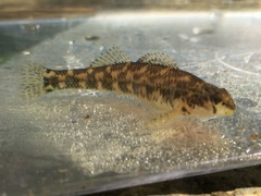 Etheostoma tallapoosae