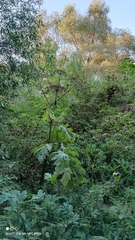 Heracleum sosnowskyi