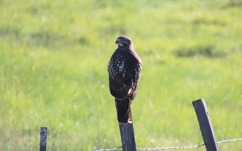 Red-tailed Hawk photographed in Oregon