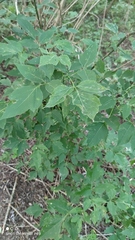 Acer negundo