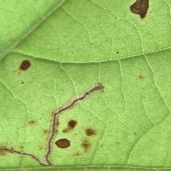 Ectoedemia platanella group