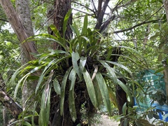 Brassia verrucosa