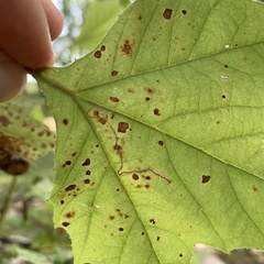 Ectoedemia platanella group