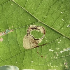 Ectoedemia platanella group