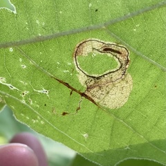 Ectoedemia platanella group