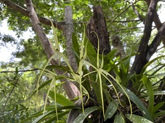 Brassia verrucosa