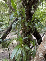 Maxillaria elatior