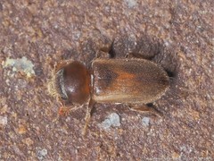 Tropicus pusillus
