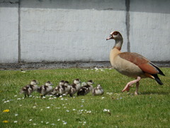 Alopochen aegyptiaca