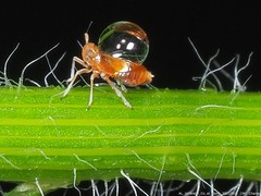 Pissonotus binotatus