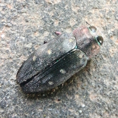 Chrysobothris affinis