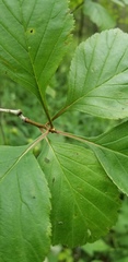 Crataegus calpodendron