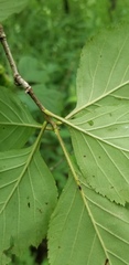 Crataegus calpodendron