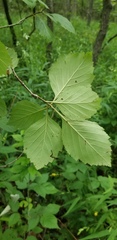 Crataegus calpodendron