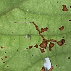 Ectoedemia clemensella