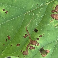 Ectoedemia clemensella