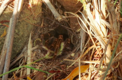 Cyrtopholis bartholomaei