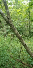 Crataegus calpodendron