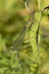 Chalcolestes viridis
