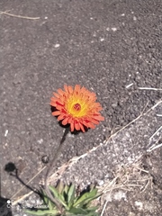 Pilosella aurantiaca