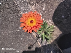 Pilosella aurantiaca