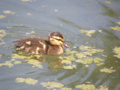 Anas platyrhynchos