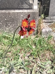 Pilosella aurantiaca