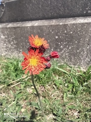 Pilosella aurantiaca