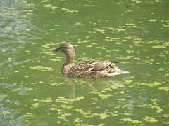 Anas platyrhynchos
