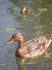 Anas platyrhynchos