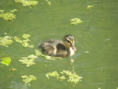 Anas platyrhynchos