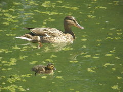 Anas platyrhynchos
