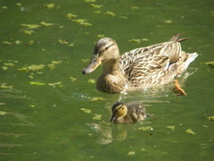 Anas platyrhynchos
