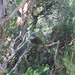 Tasmanian Olive Whistler - Photo (c) KJ, some rights reserved (CC BY-NC), uploaded by KJ