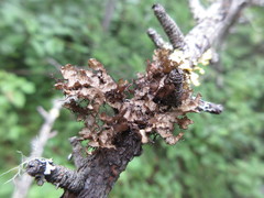 Tuckermanopsis americana