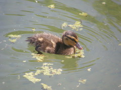Anas platyrhynchos