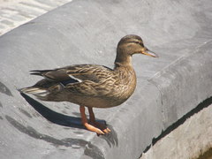 Anas platyrhynchos