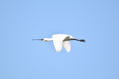 Platalea leucorodia