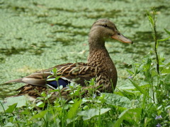 Anas platyrhynchos