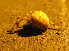 Araneus diadematus