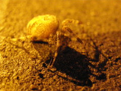 Araneus diadematus