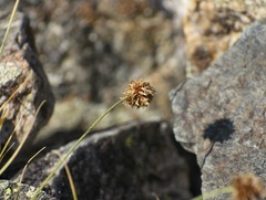 Carex perglobosa