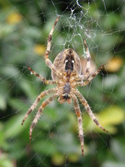 Araneus diadematus