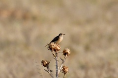 Anthus campestris