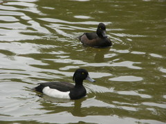 Aythya fuligula